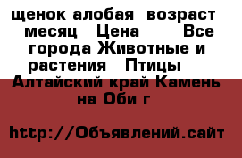 щенок алобая .возраст 1 месяц › Цена ­ 7 - Все города Животные и растения » Птицы   . Алтайский край,Камень-на-Оби г.